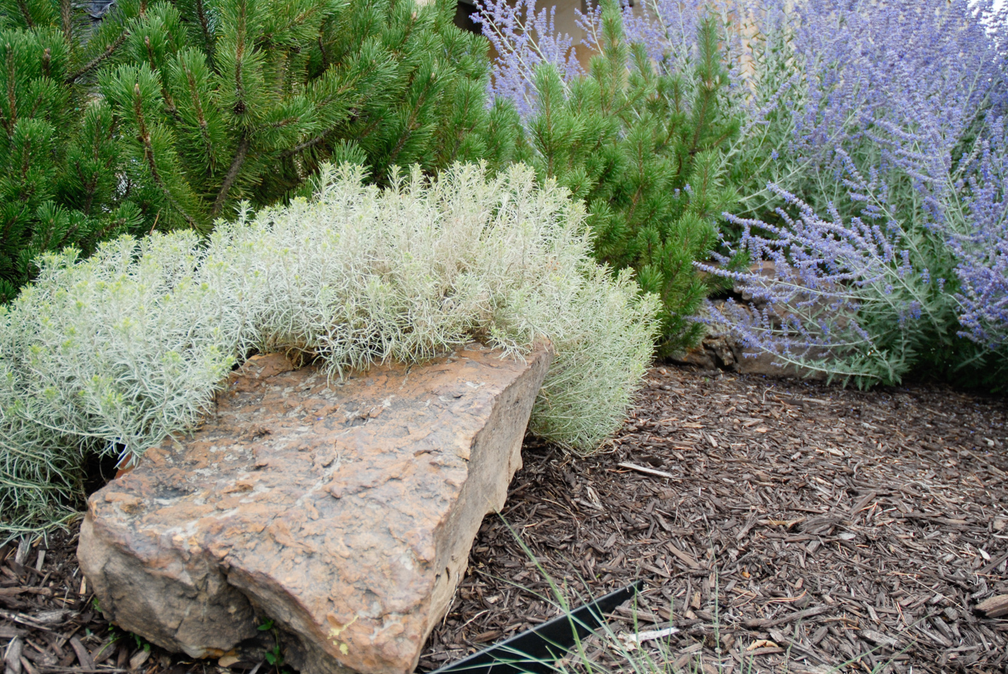 Buffalograss Front Yard